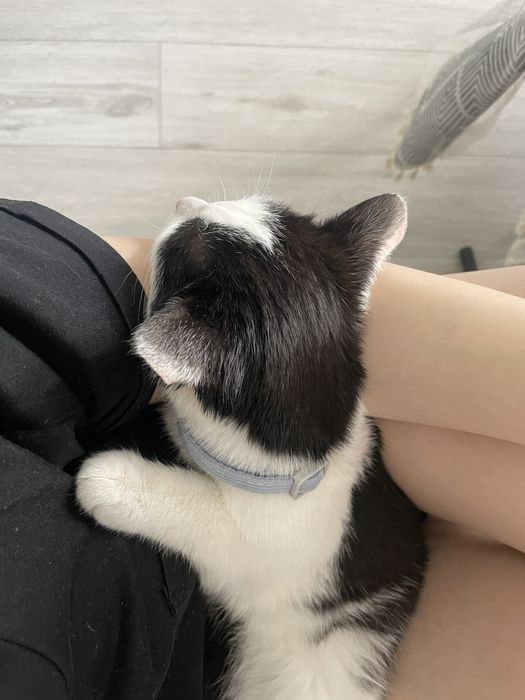 Отдам котенка в добрые руки