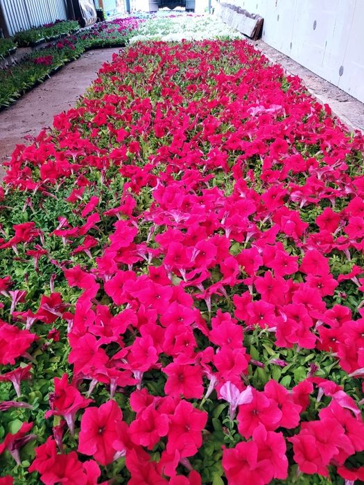 Петуния рассада цветов