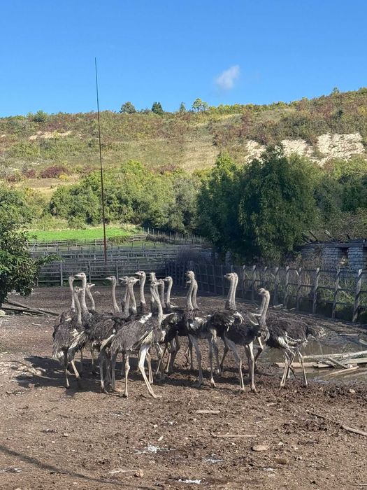 Vand pui Struti de 12-14 saptamani