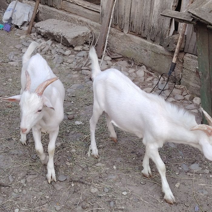Iezi țapisori Saanen - 6 luni