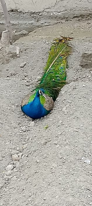 Tovus павлин sotiladi 130$