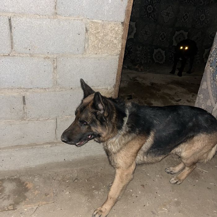 Овчарка сатылады