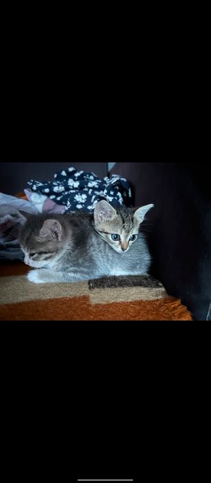 Продам котят, мышеловки