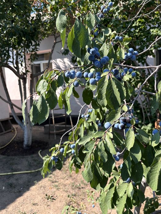 Продам дом в поселке Конырат