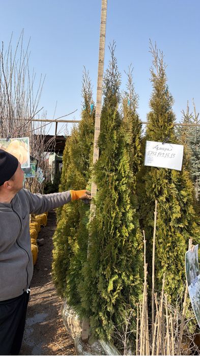 Туя Смарагд. Туя Пирамидальный