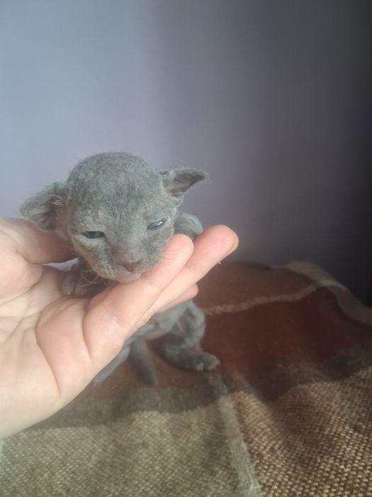Бронь котят канадские сфинксы