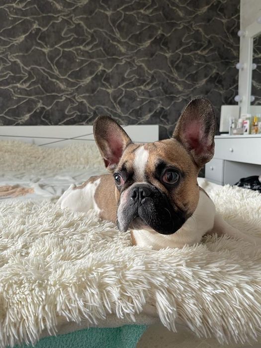 Вязка Французский бульдог