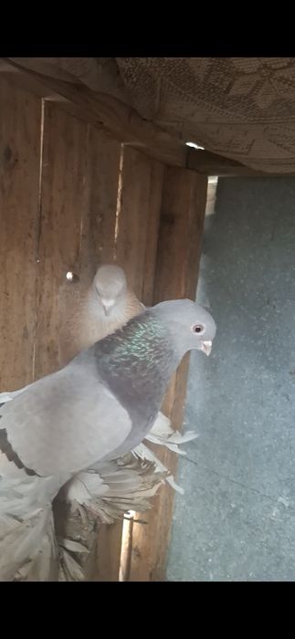 Голуби, Голуби..