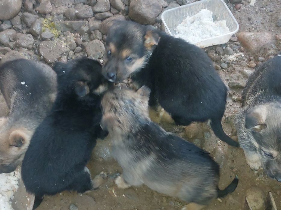 Продам овчарка щенок