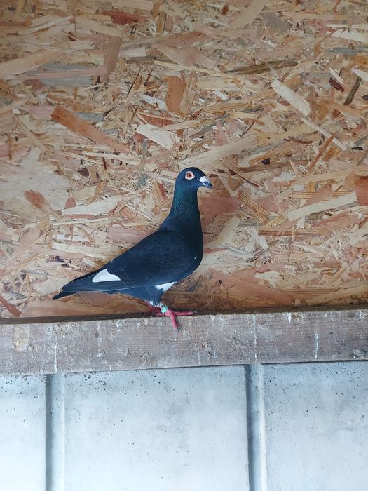 Pereche Voiajori Stil Vechi