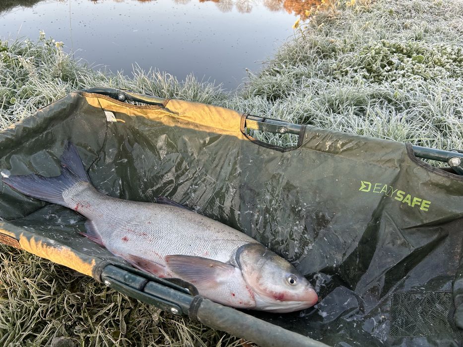 Peste viu de vanzare