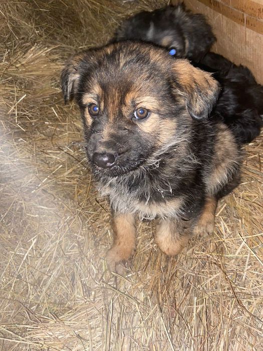 Продам щенка немецкая овчарка