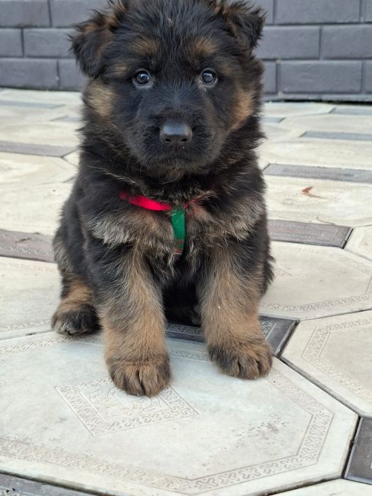 Продаётся овчарки