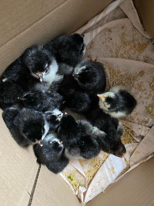 Găini Australorp