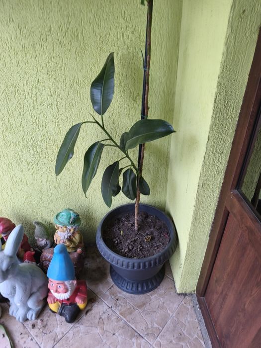 Floare Ficus 3 metri