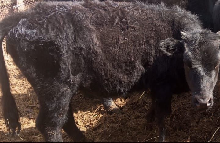 Сиырлар сатылады