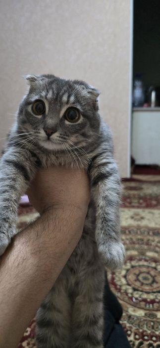 Skottish fold. Sotiladi