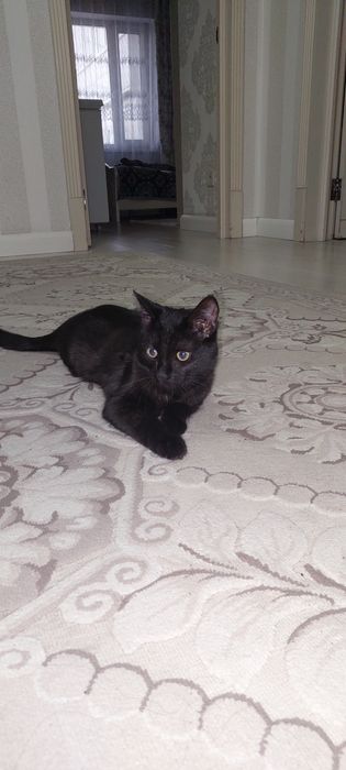 Отдам даром котёнка