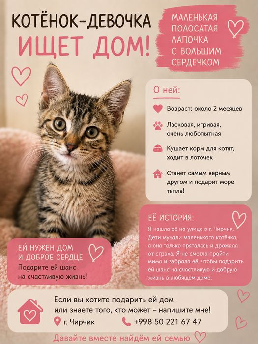 Отдам котенка девочку в добрые руки