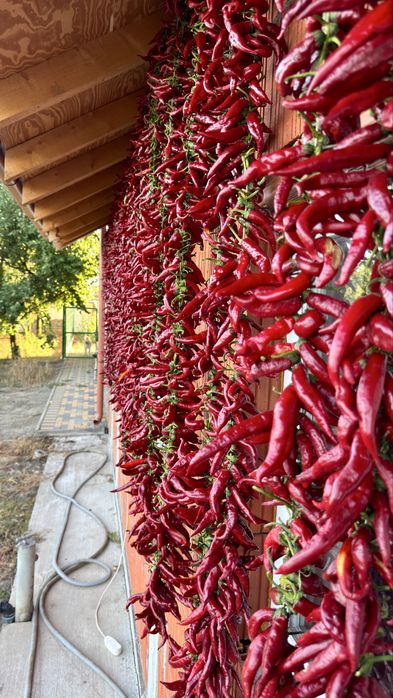 boia de ardei dulce | paprika de ardei