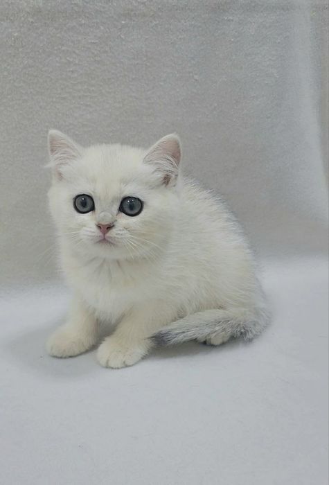 Девочка скоттиш страйт серебристая шиншила