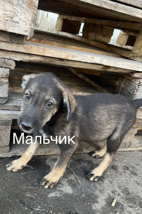 Отдам Щенят в добрые руки
