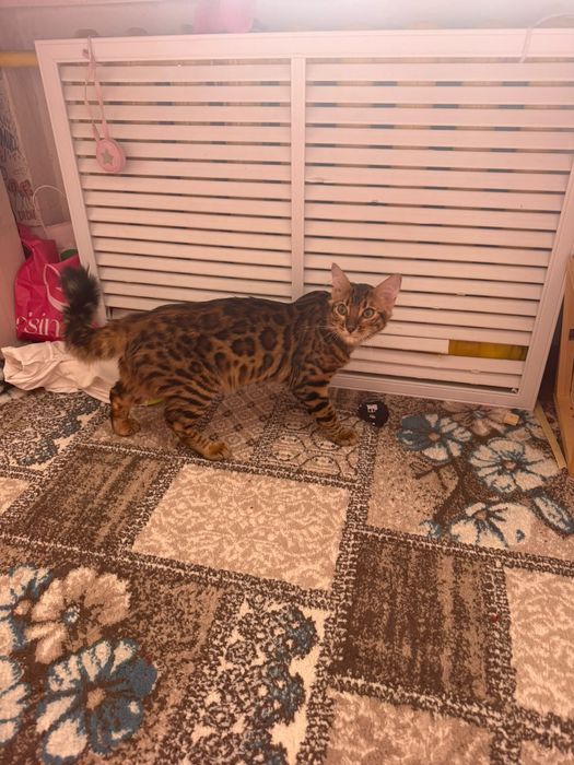 Бенгальский котёнок