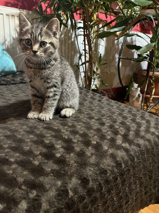 Британско късокосместо момче