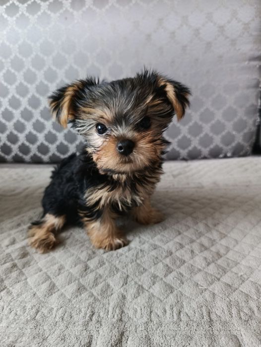 Девочка йоркширский терьер