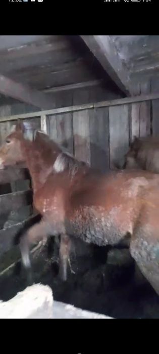 Продам Лошадей с откорма