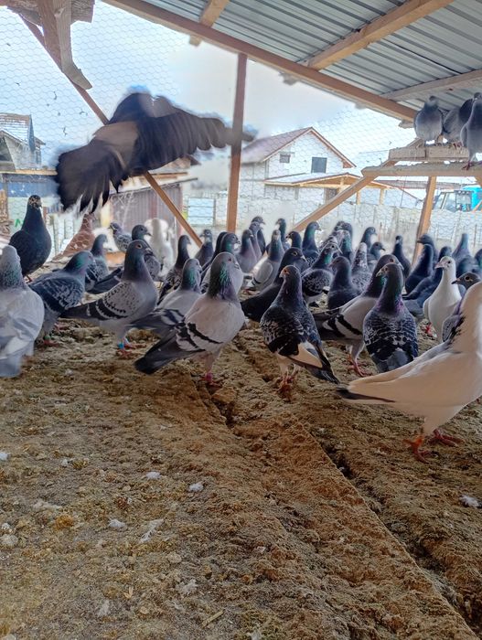 De vânzare  porumbeii voiajori