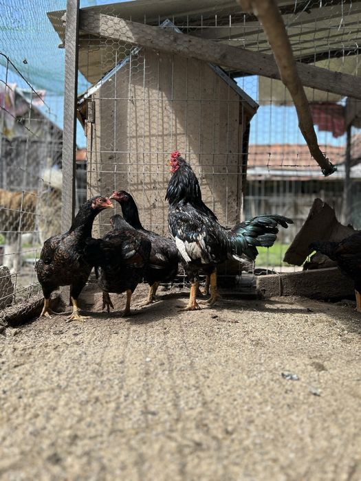 familie combatant indian3+1 .talie mare