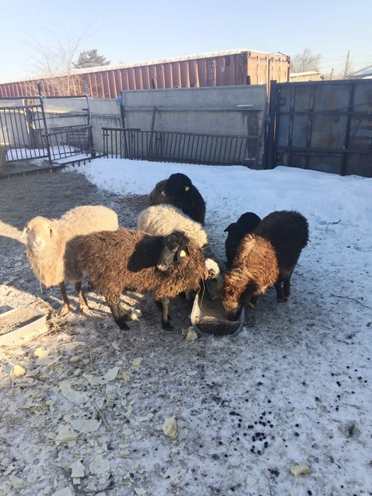 Овцы матки  хорошие