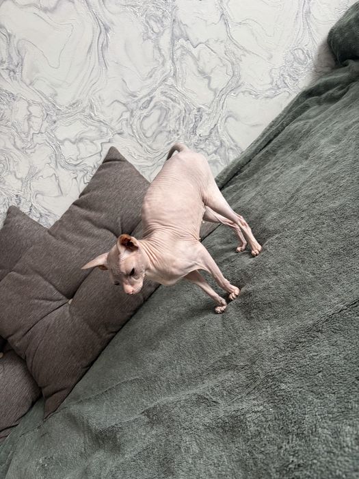 Отдам в добрые руки