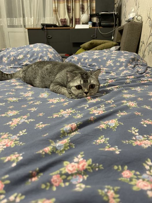 ВЯЗКА, Британская шиншилла