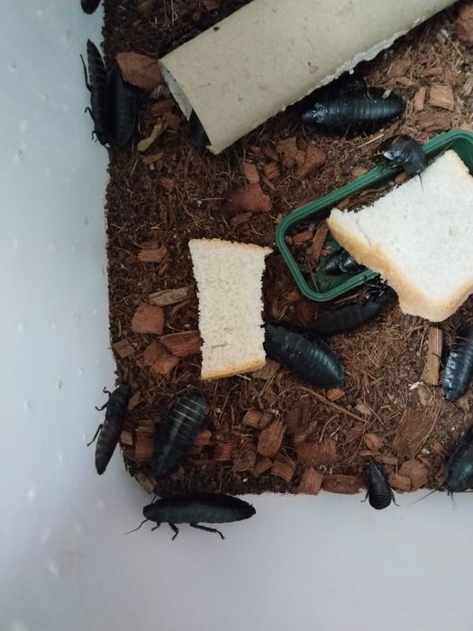 продам шипящих тараканов