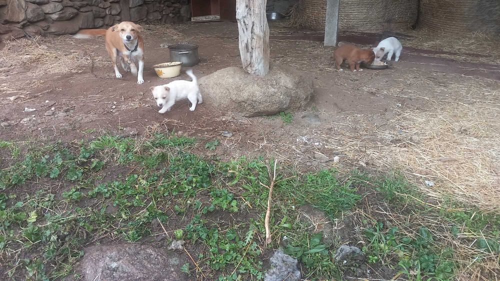 Подарявам малки кученца