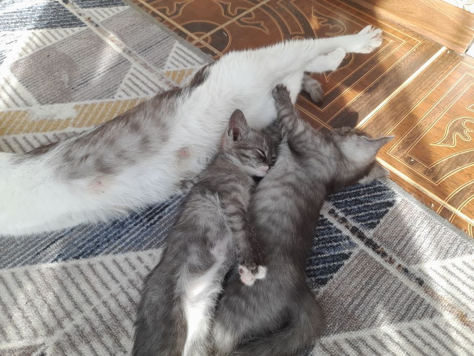 Котята бесплатно