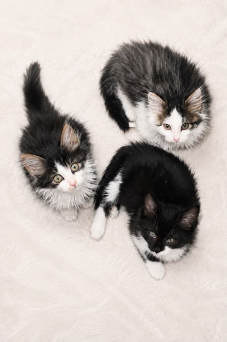 Котята ищут дом!