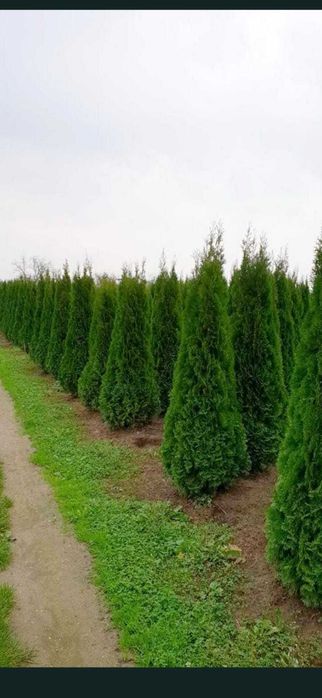 Plante ornamentale  pentru garduri vii