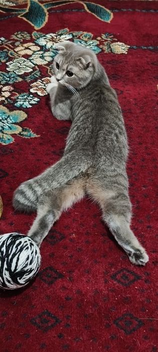 Ищем жениха на вязку