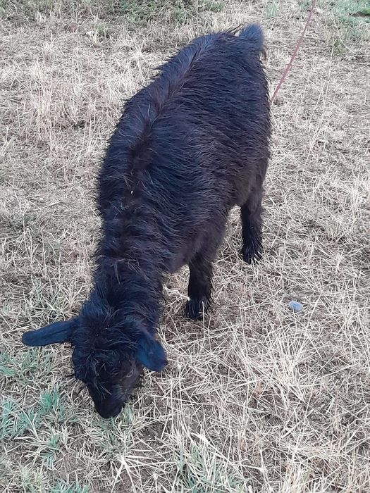 Теке сатылады бағы 35000