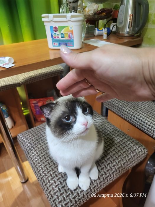 Отдам очень умную кошку