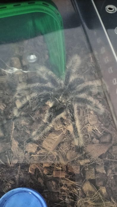 паук птицеед   Альбопилосум