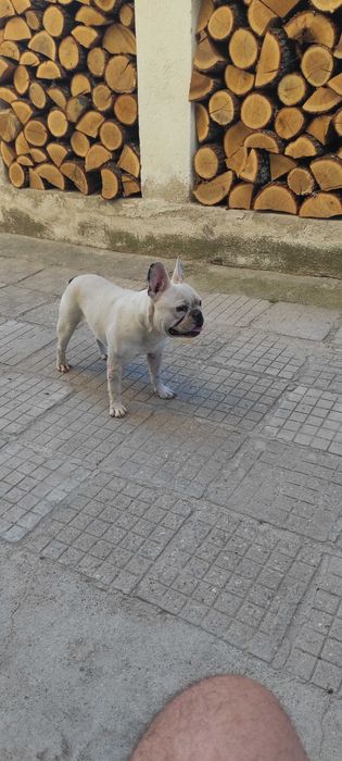 Френски булдог женски