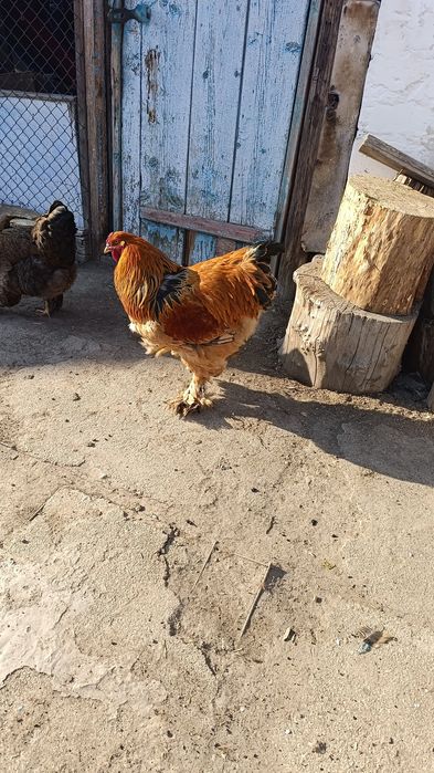 Брам атештер сатылады