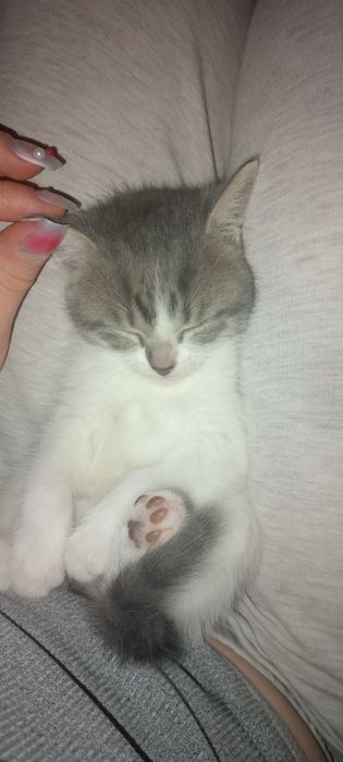 Котята 1.5месяца