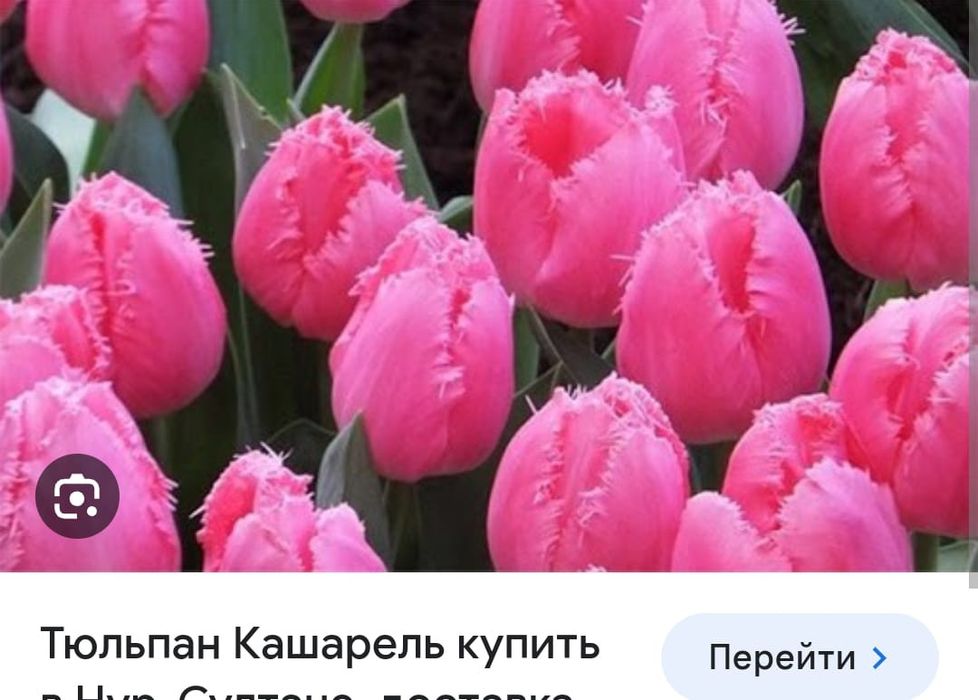 Тюльпаны оптом с теплицы