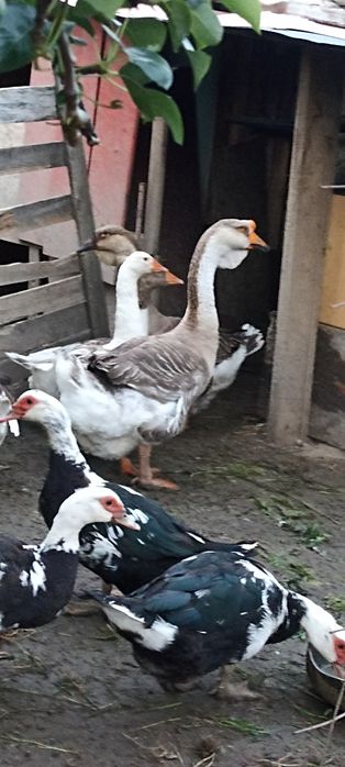 Rațe și gâște de vânzare
