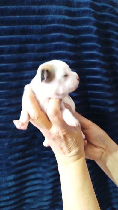 Крошки чихуахуа  щенки